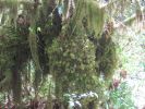 PICTURES/Ho Rainforest - Hall of Mosses/t_Umbrella Leaf Ball2.JPG